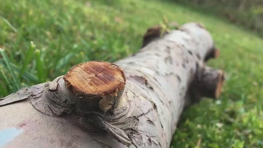 building-a-wood-bow-dreamcraft-bows